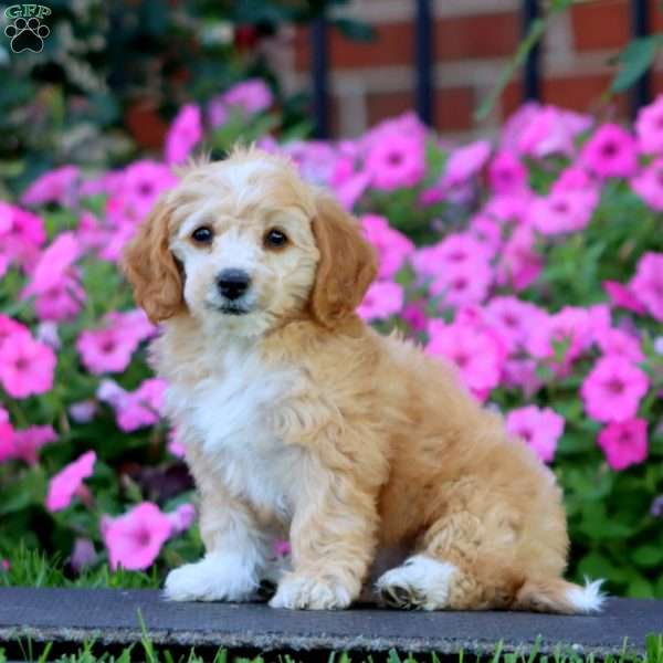 Hailey, Cockapoo Puppy