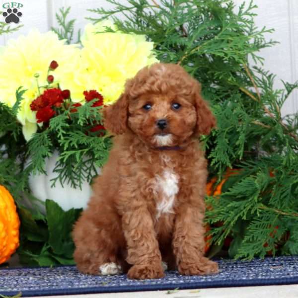 Hailey, Miniature Poodle Puppy