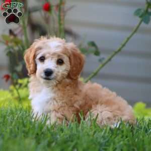 Hailey, Cockapoo Puppy