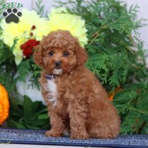 Hailey, Miniature Poodle Puppy