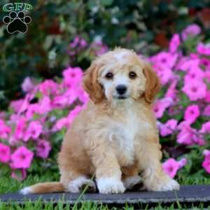 Hailey, Cockapoo Puppy