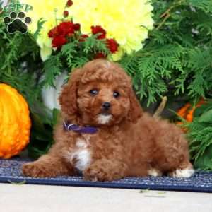 Hailey, Miniature Poodle Puppy