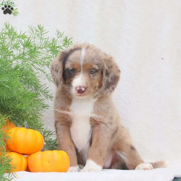 Haley, Standard Poodle Mix Puppy