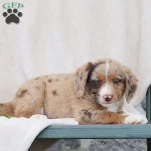 Haley, Standard Poodle Mix Puppy