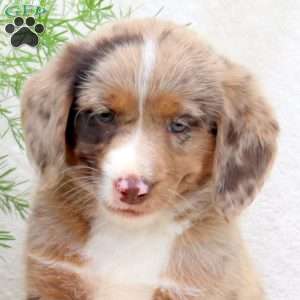 Haley, Standard Poodle Mix Puppy