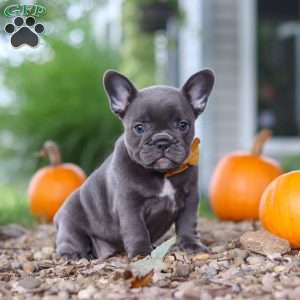 Hallie, French Bulldog Puppy