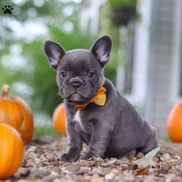 Hallie, French Bulldog Puppy