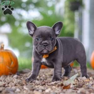 Hallie, French Bulldog Puppy