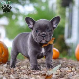 Hallie, French Bulldog Puppy