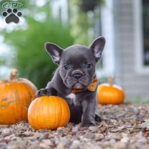 Hallie, French Bulldog Puppy
