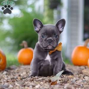 Hallie, French Bulldog Puppy