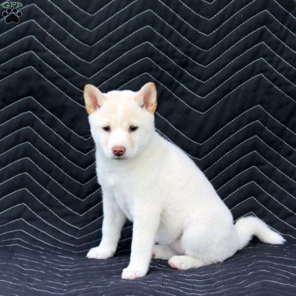 Hana, Shiba Inu Puppy