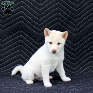 Hana, Shiba Inu Puppy