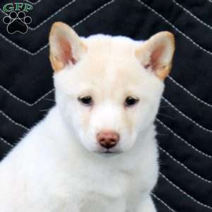 Hana, Shiba Inu Puppy