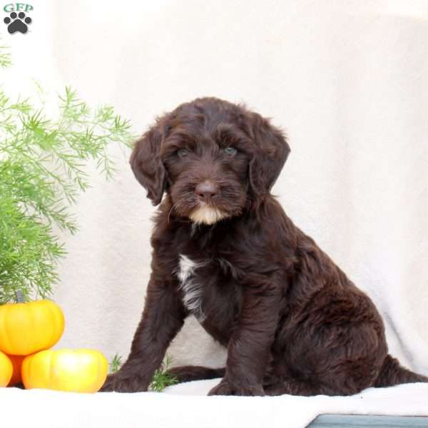 Hank, Standard Poodle Mix Puppy