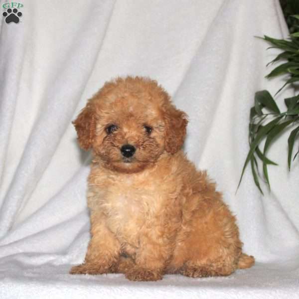 Hank, Toy Poodle Puppy