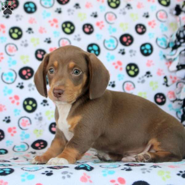Hank, Dachshund Puppy