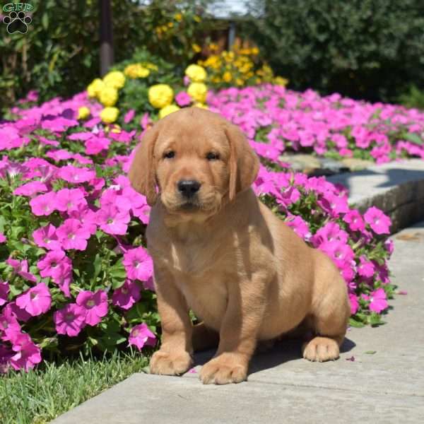 Hank, Fox Red Labrador Retriever Puppy