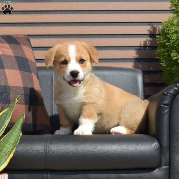 Hank, Pembroke Welsh Corgi Puppy