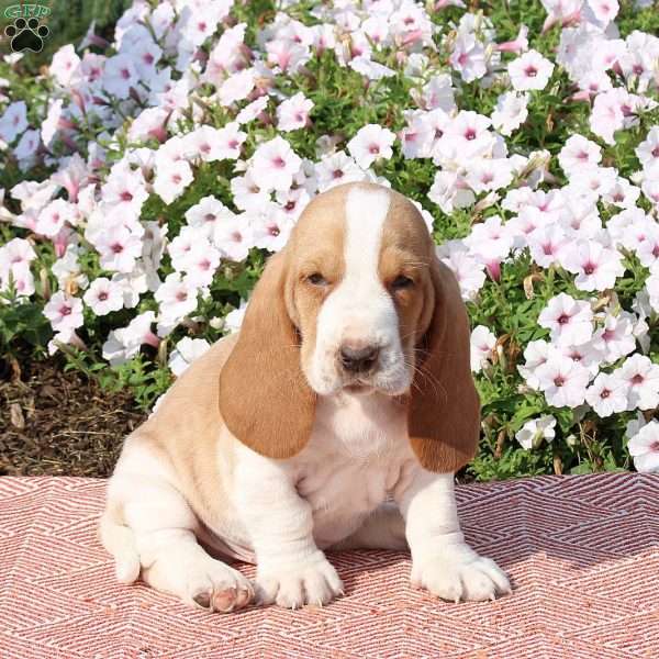 Hank, Basset Hound Puppy