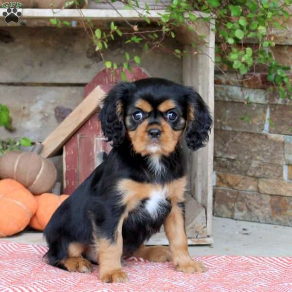Hank, Cavalier King Charles Spaniel Puppy