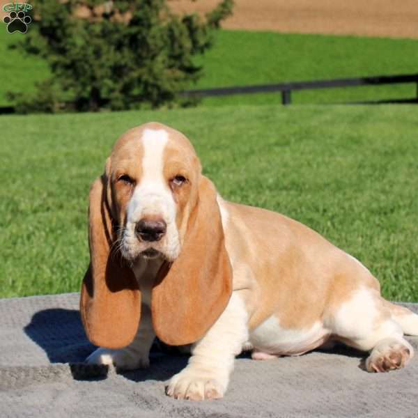 Hank, Basset Hound Puppy