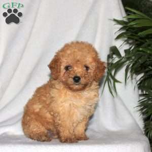 Hank, Toy Poodle Puppy