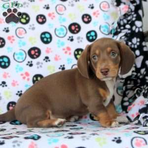 Hank, Dachshund Puppy