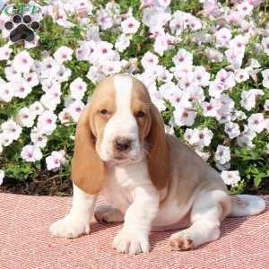 Hank, Basset Hound Puppy