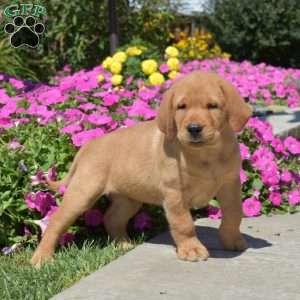 Hank, Fox Red Labrador Retriever Puppy