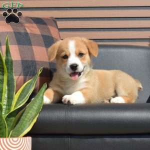 Hank, Pembroke Welsh Corgi Puppy
