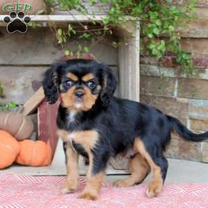 Hank, Cavalier King Charles Spaniel Puppy