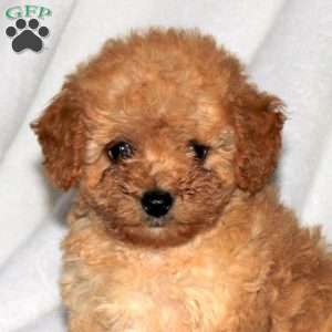 Hank, Toy Poodle Puppy