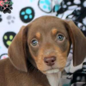 Hank, Dachshund Puppy