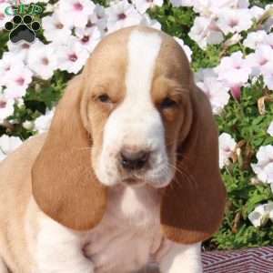 Hank, Basset Hound Puppy