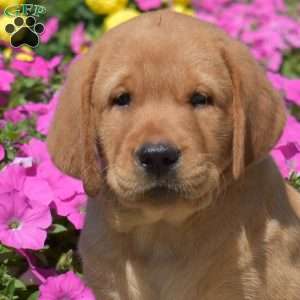 Hank, Fox Red Labrador Retriever Puppy