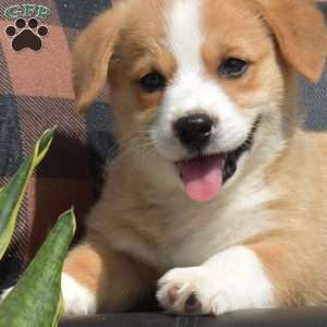 Hank, Pembroke Welsh Corgi Puppy