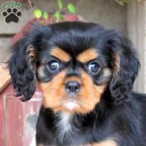 Hank, Cavalier King Charles Spaniel Puppy