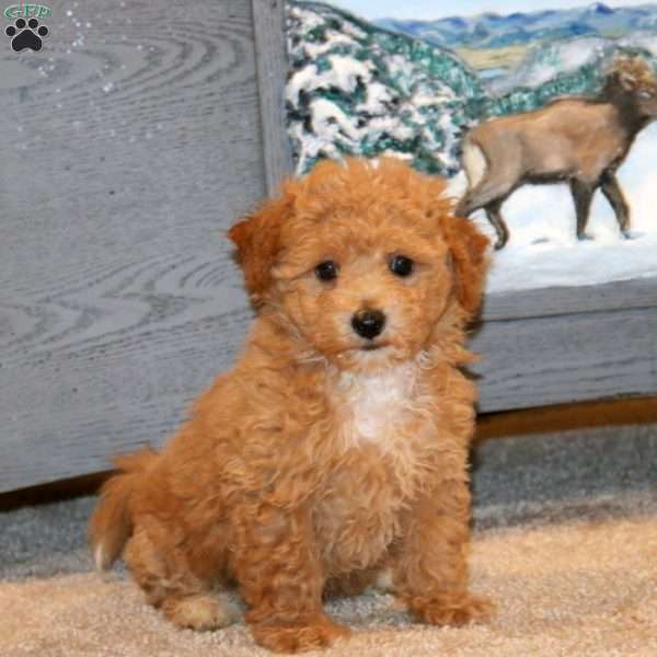 Hank, Bich-Poo Puppy