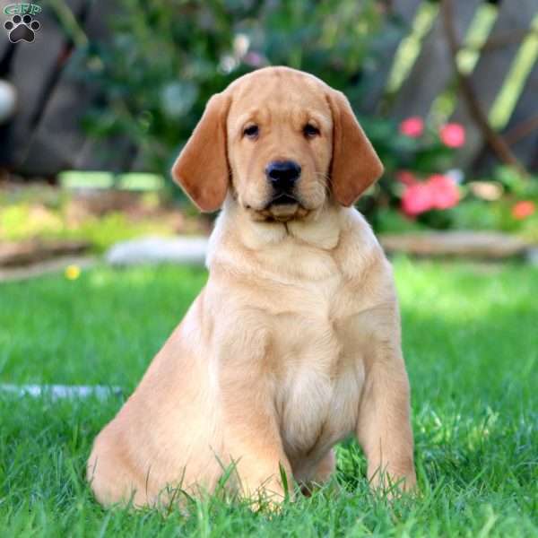 Hank, Fox Red Labrador Retriever Puppy