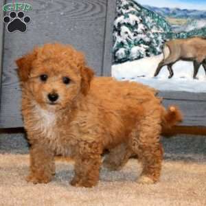 Hank, Bich-Poo Puppy