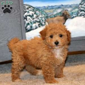 Hank, Bich-Poo Puppy