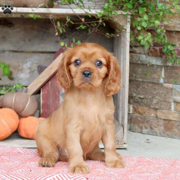 Happy, Cavalier King Charles Spaniel Puppy