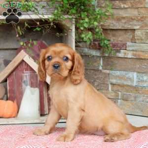 Happy, Cavalier King Charles Spaniel Puppy