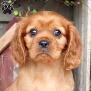 Happy, Cavalier King Charles Spaniel Puppy