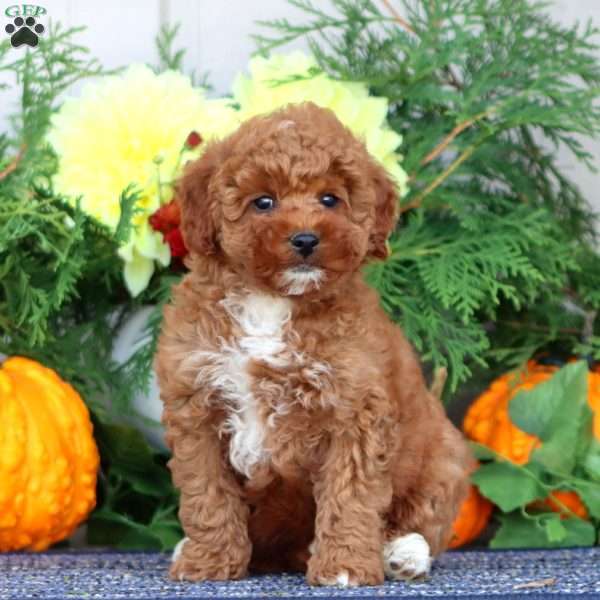 Happy, Miniature Poodle Puppy