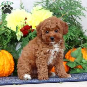 Happy, Miniature Poodle Puppy
