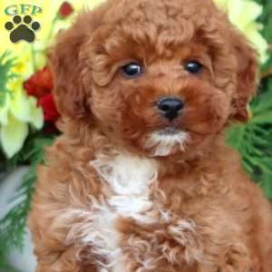 Happy, Miniature Poodle Puppy