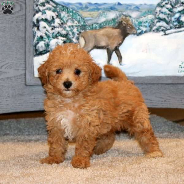 Happy, Bich-Poo Puppy