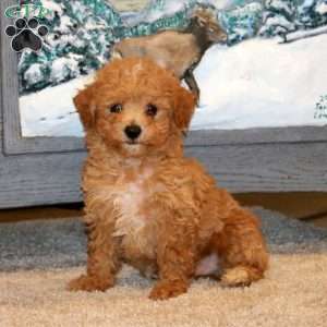 Happy, Bich-Poo Puppy